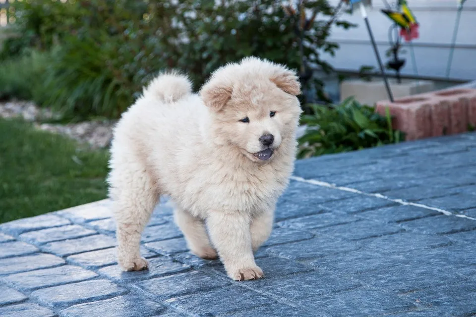 Chow Chow dog is walking on floor
