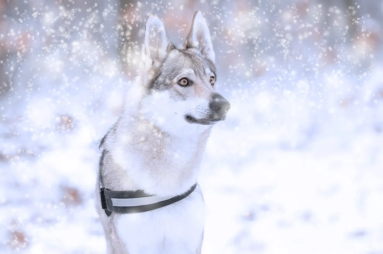 Czechoslovakian Wolfdog is standing in snow