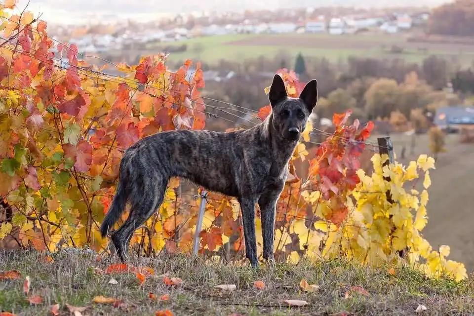 Dutch Shepherd is standing in field near fence