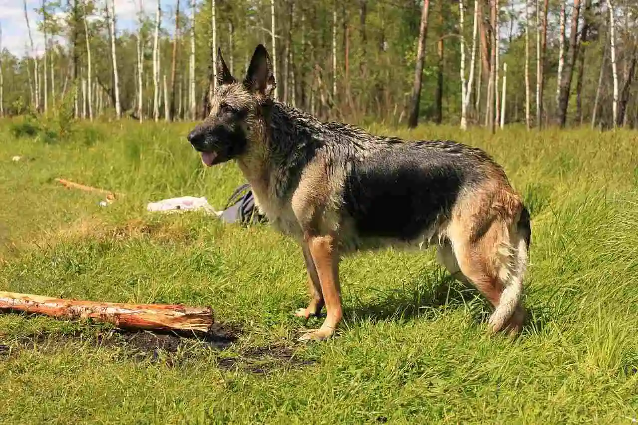 East European Shepherd is in grassy plot