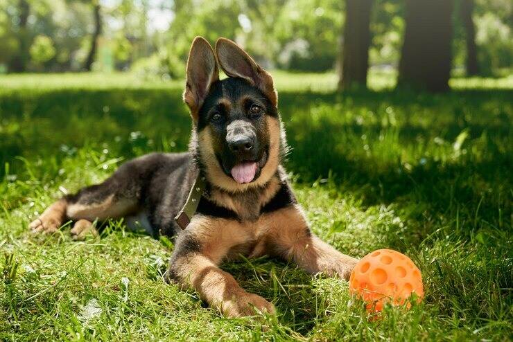 German Shepherd Baby is playing