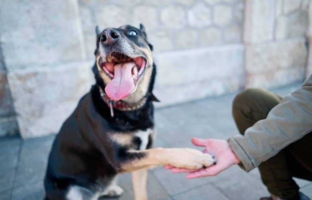 German Shepherd Pitbull Mix friendship with owner