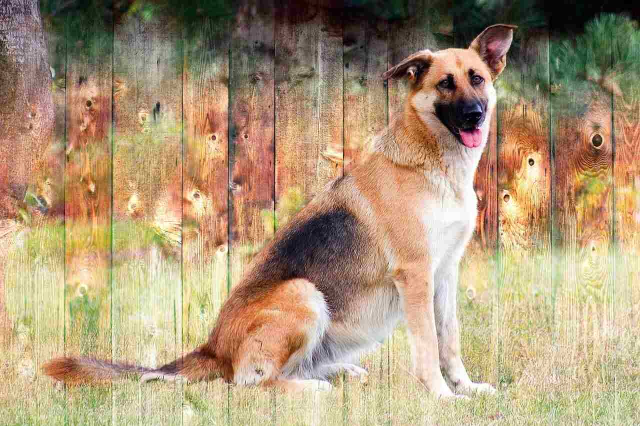German Shepherd Rottweiler mix is sitting front of painting