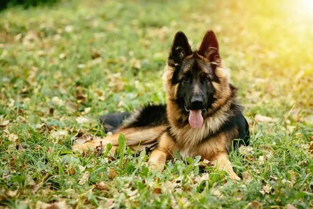 German Shepherd is sitting