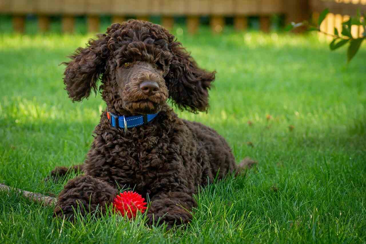 German Shepherd poodle mix is sitting with his toys