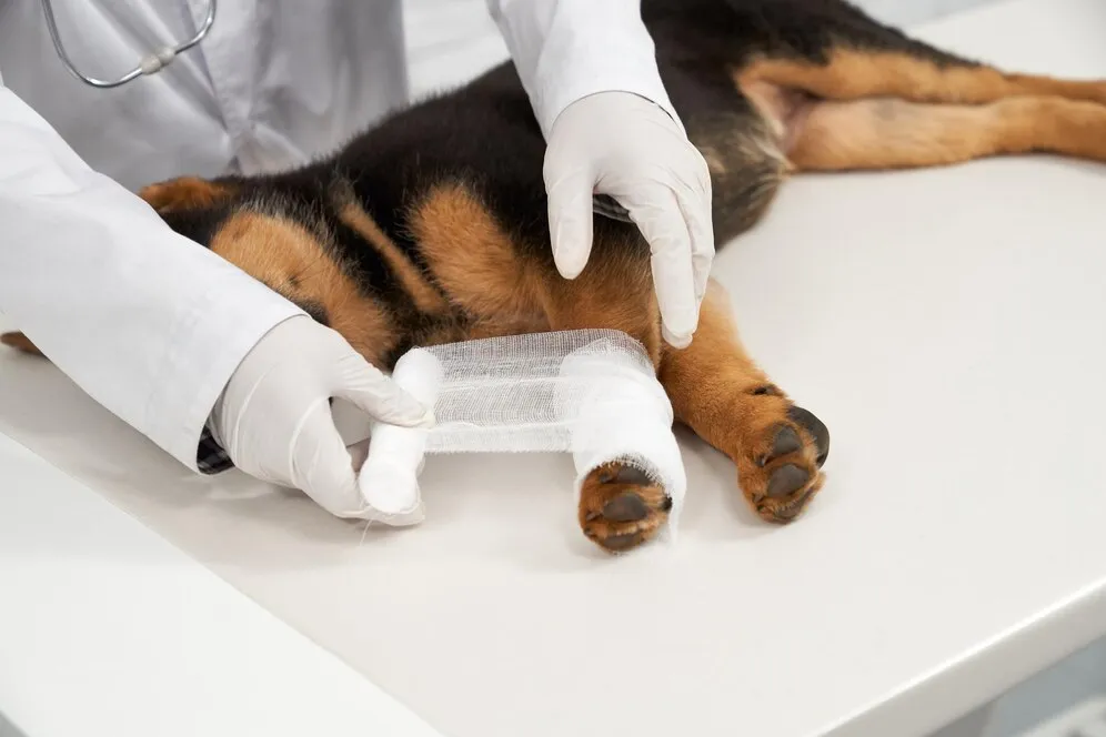 German Shepherd veterinarian hands bandage