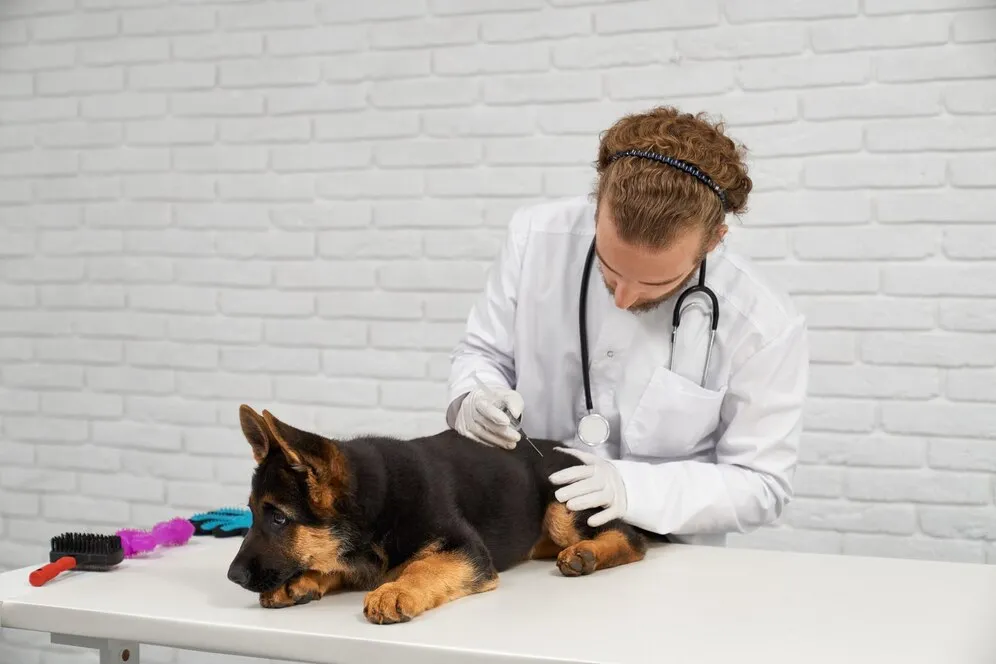 German shepherd medical checkup and give injection to him