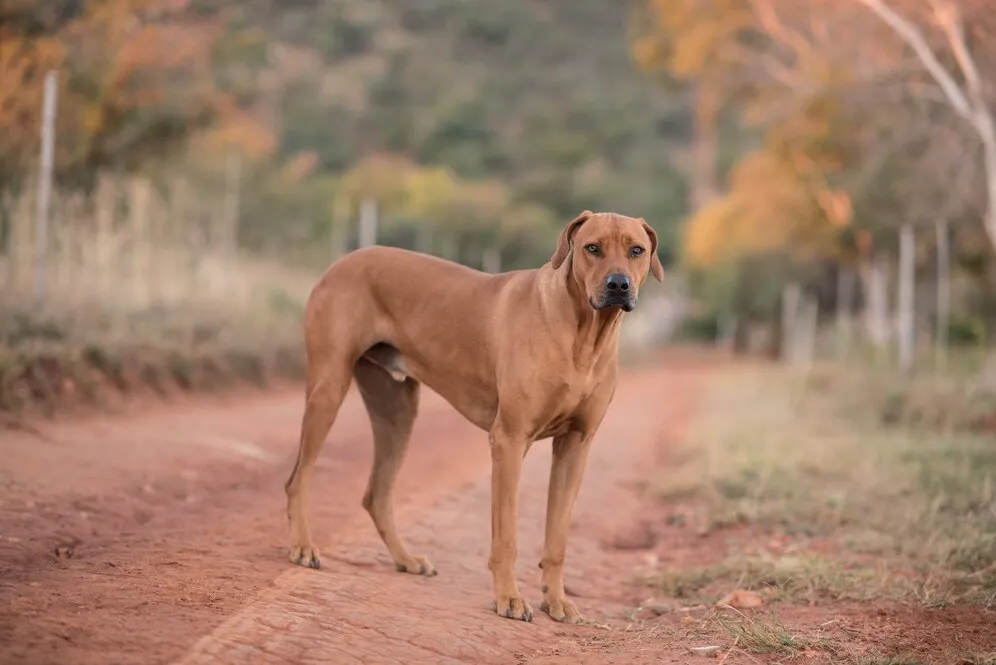 Great Dane dog is standing on road