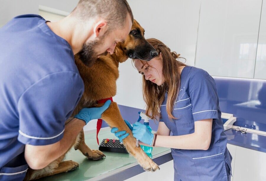 medical checkup of king German shepherd