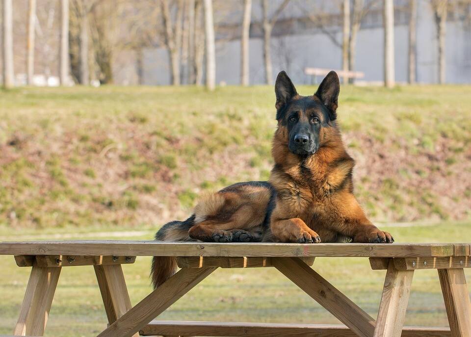 King German Shepherd is under training