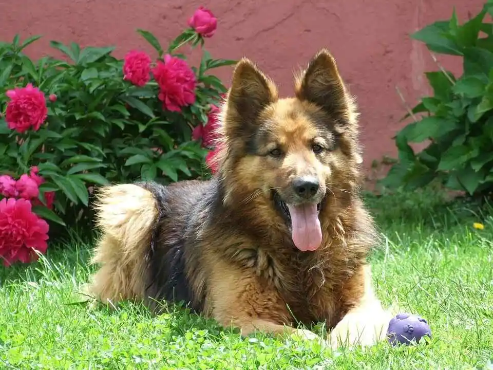 German Shepherd is sitting on ground