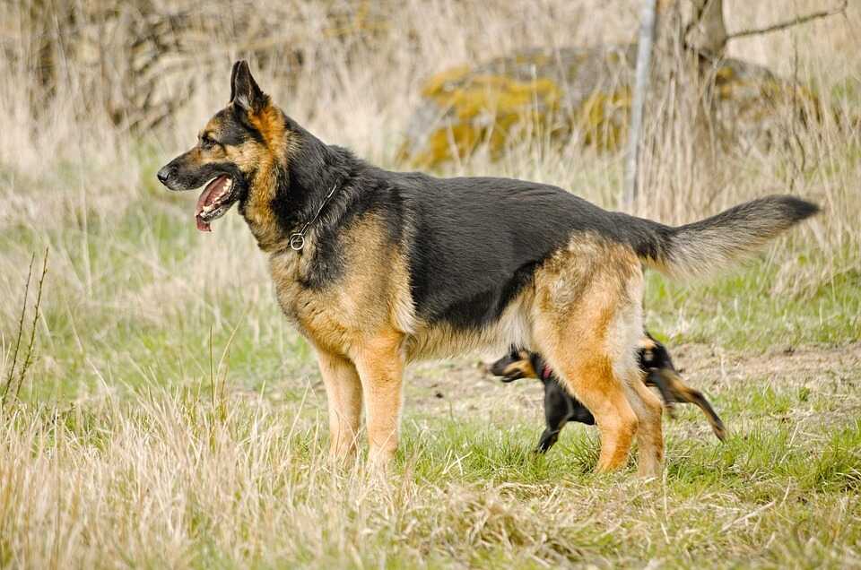 king German Shepherd is standing