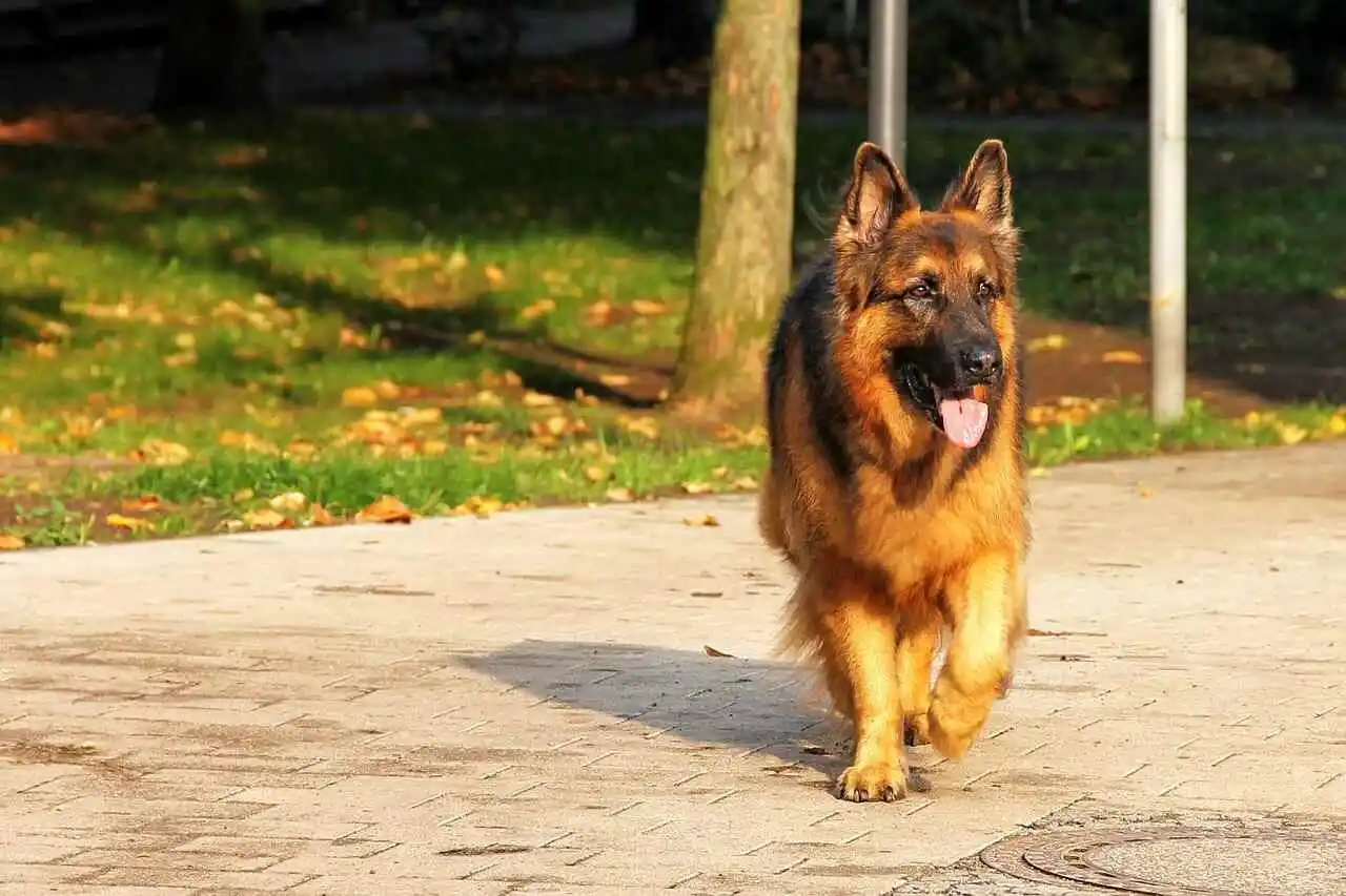 King Shepherd dog is walking on road