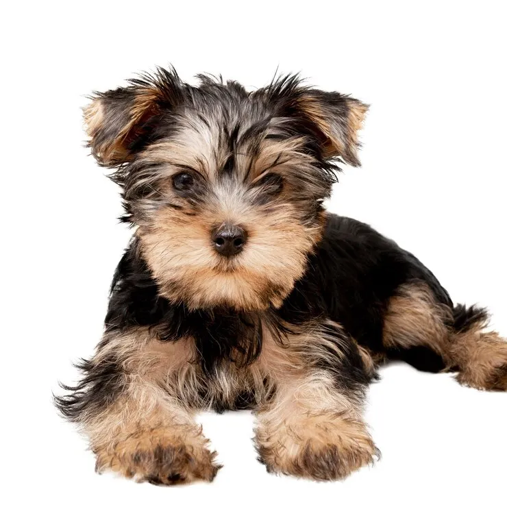 Miniature dog is sitting in white background