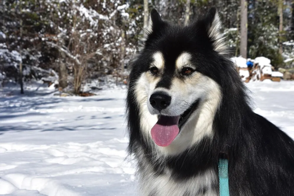 Northern Inuit Dog is standing on snow