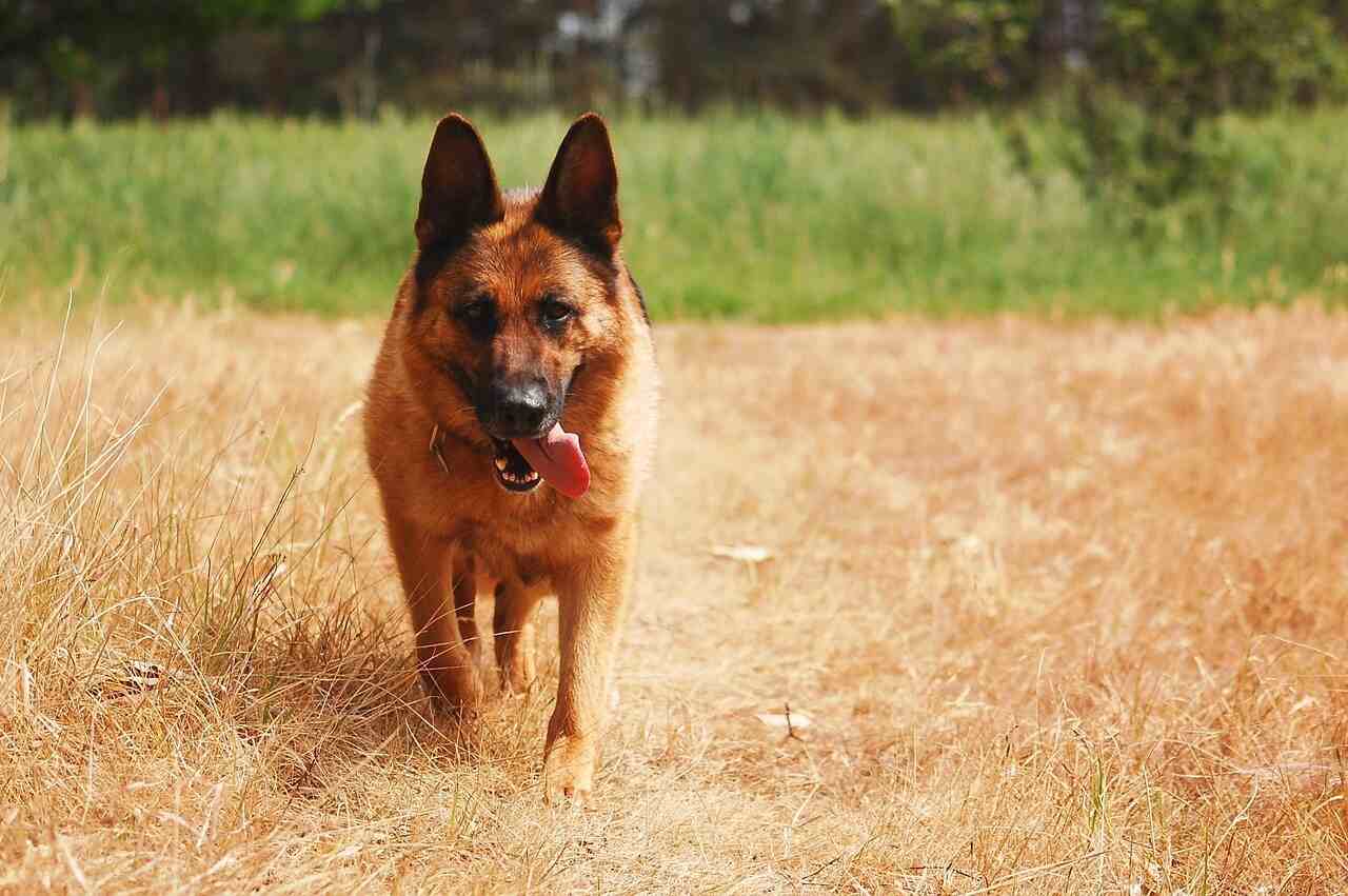 German Shepherd is Walking