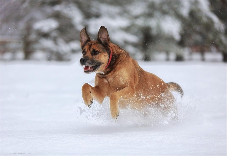 Red German Shepherd is jumping
