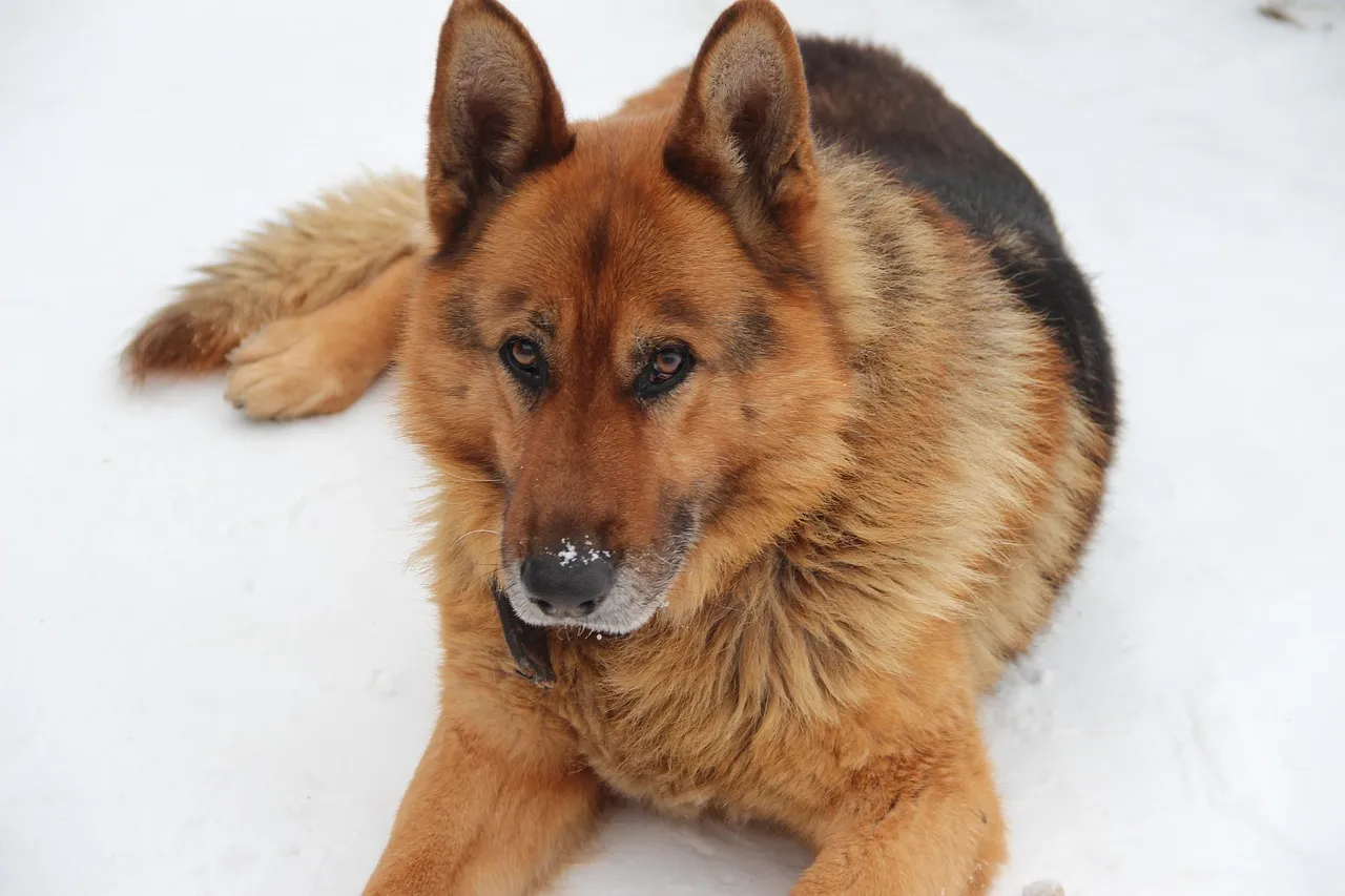 Red German Shepherd is sitting