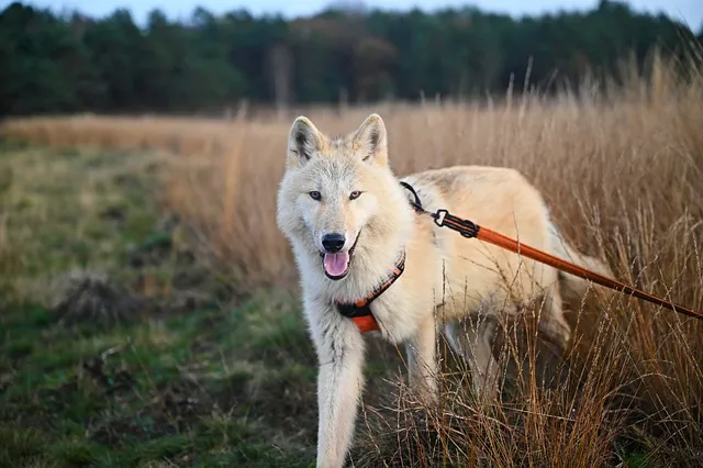 Saarloos Wolfdog is in field