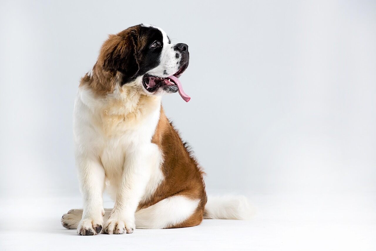 St Bernard is sitting