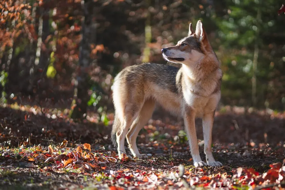 Tamaskan dog is looking behind