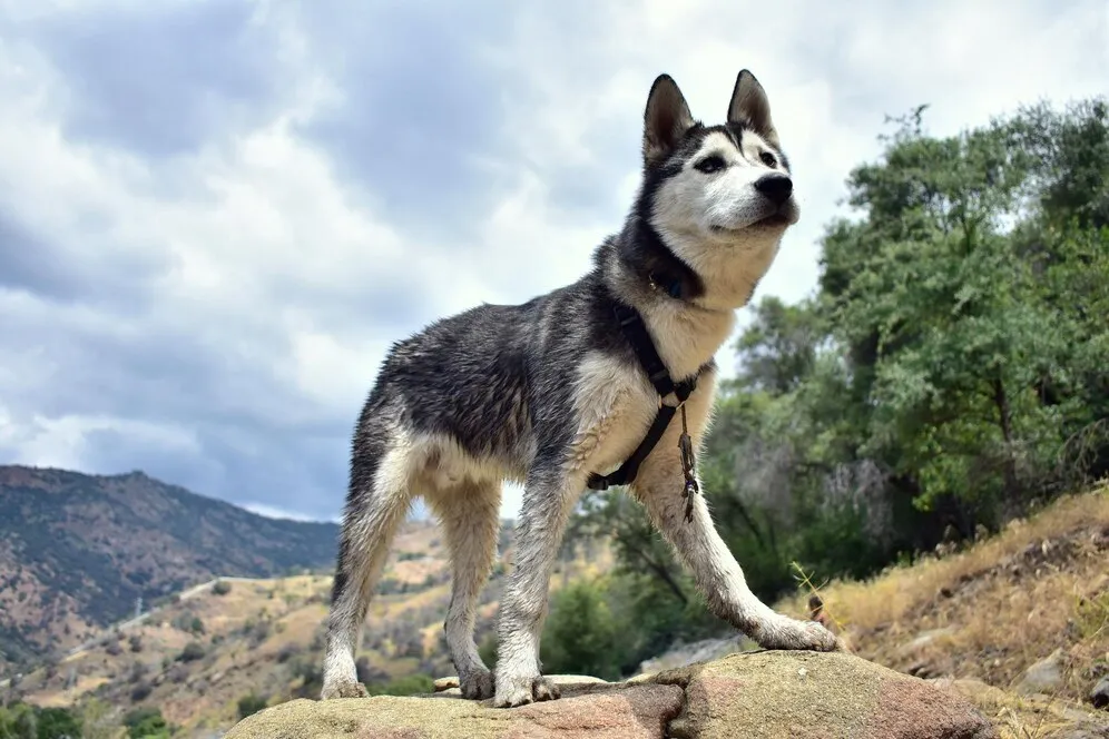 Utonagan dog is standing on mountain