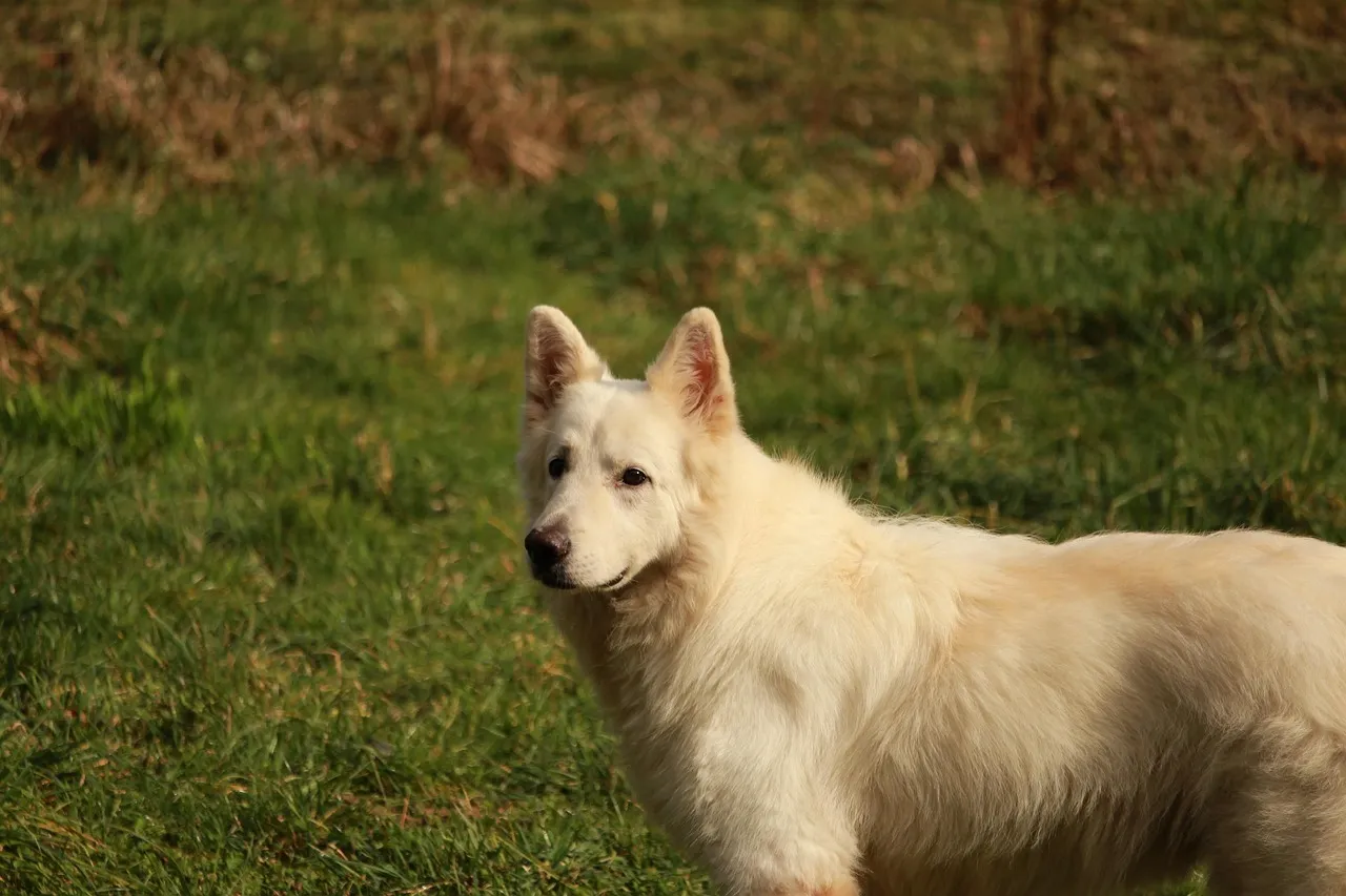 White Swiss Shepherd is standing in field