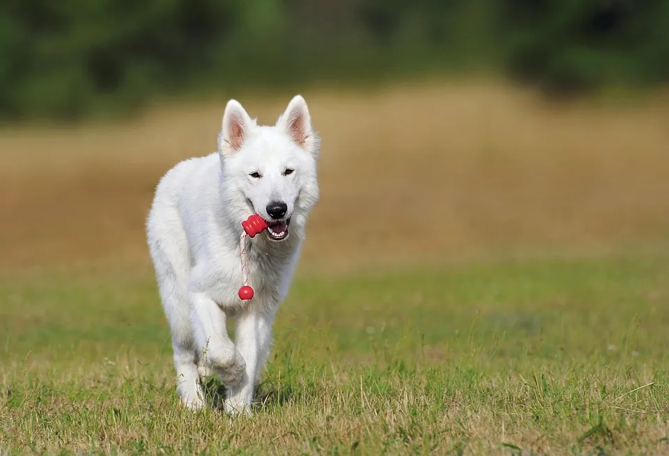 White Swiss Shepherd is taking toy in his mouth