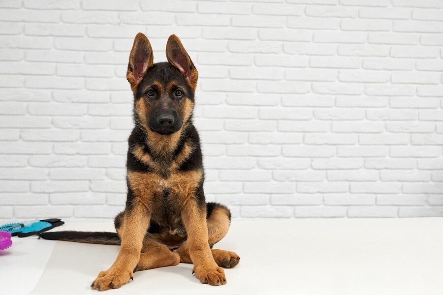 baby German shepherd is looking