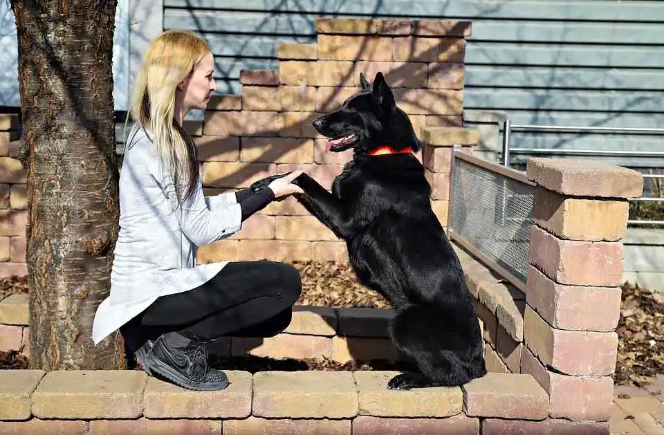 black German Shepherd is playing with girl