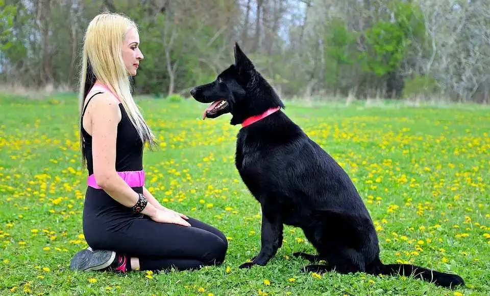 black german shepherd is seeing his owner girl
