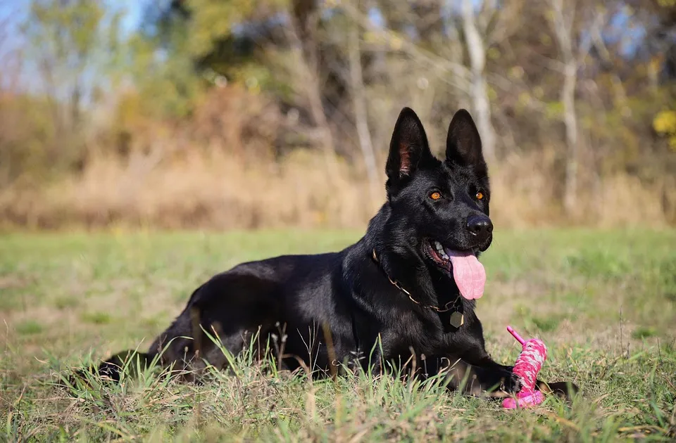 black german shepherd is sitting and playing with toy