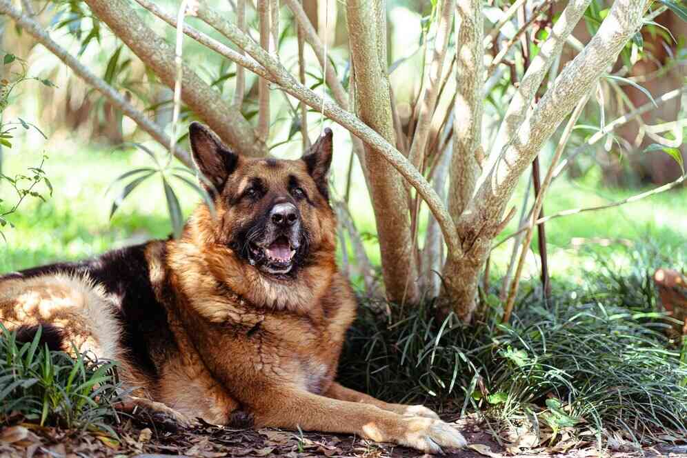 female German Shepherd is sitting 