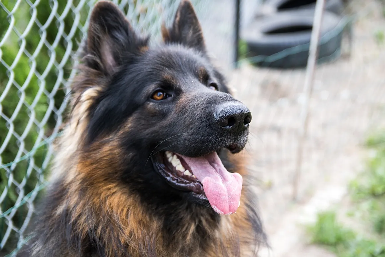 Female German Shepherd is sitting with open mouth
