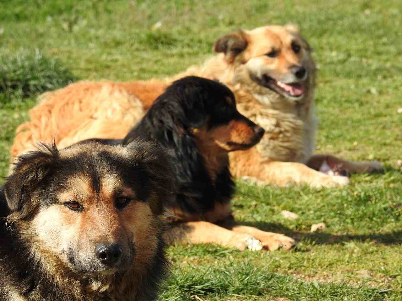 female German shepherds are sitting