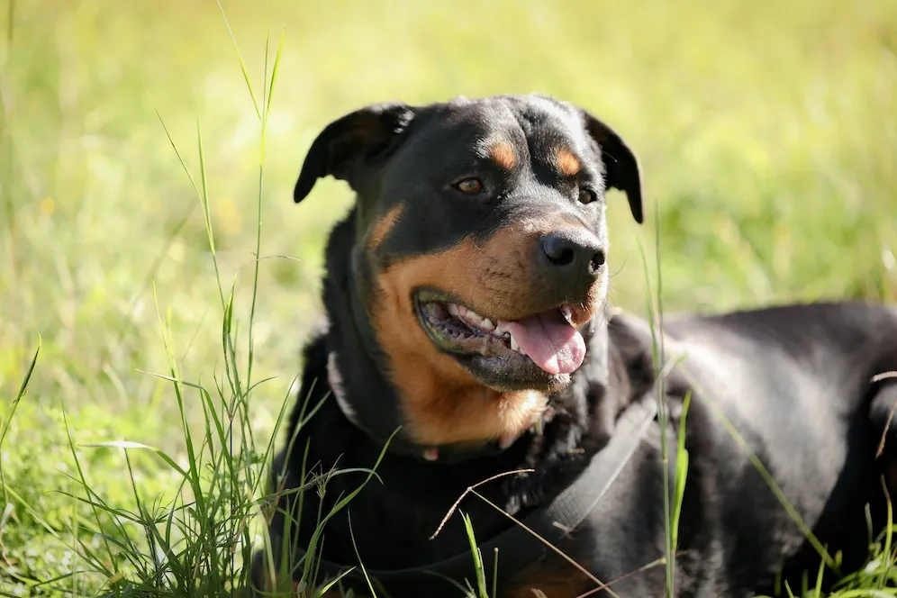 German Shepherd Rottweiler mix is setting