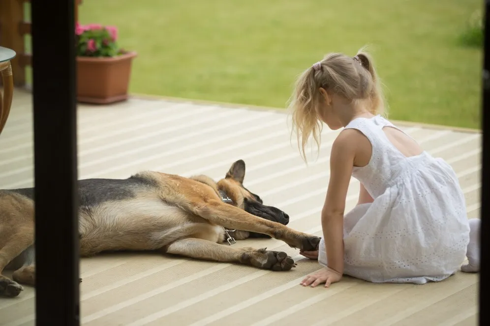 little child holding the paws of German Shepherd. German Shepherd is good with kids