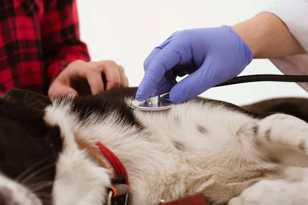 wolf dog medical checkup