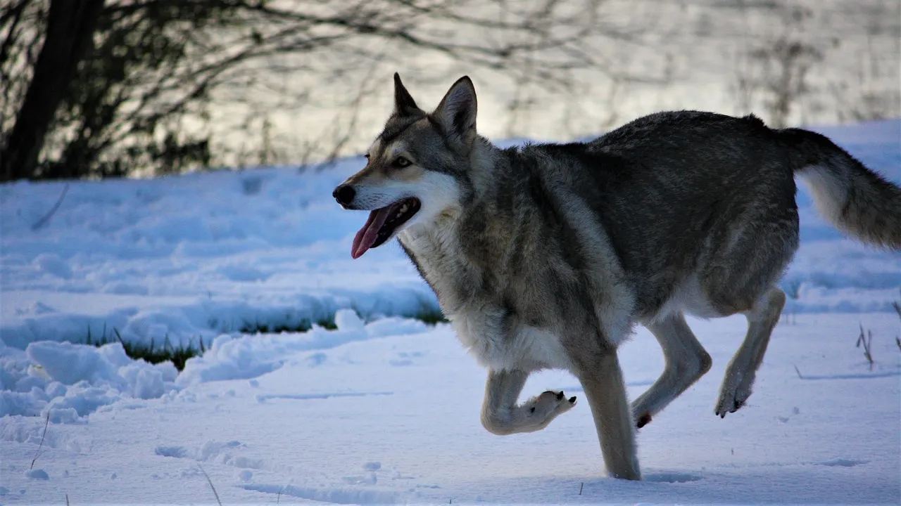 wolfdog is running on snow