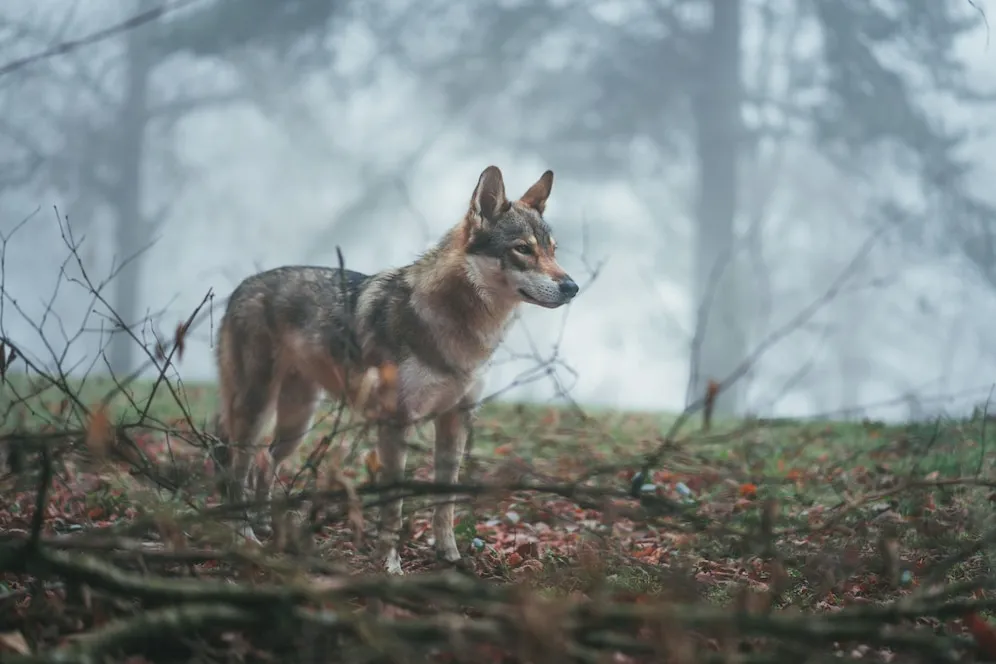 wolfdog is standing in forest.