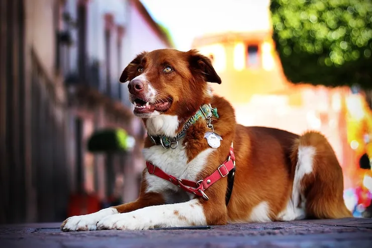 Australian Retriever seeing away while sitting