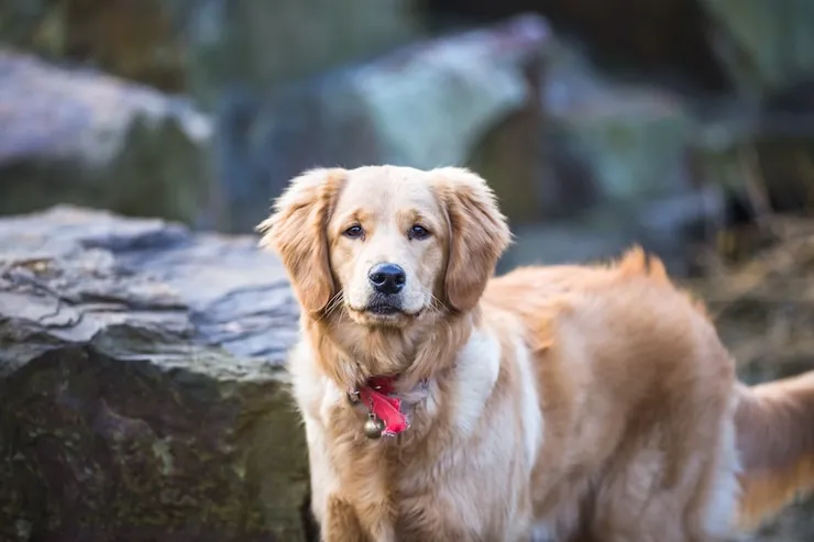 Australian Shepherd Golden Retriever Mix playing in park