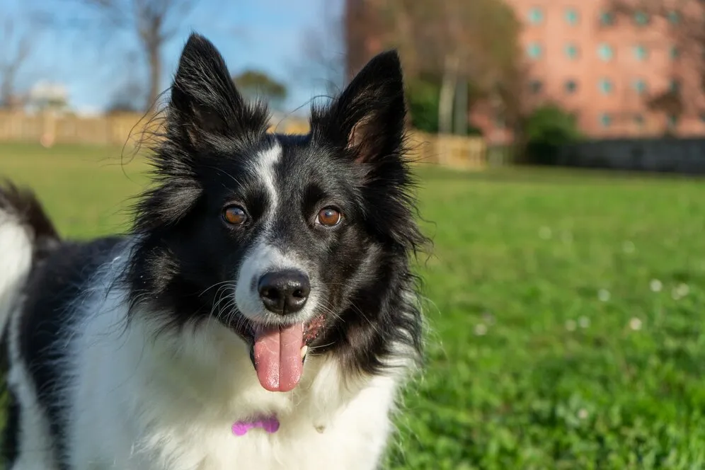 Australian Shepherd Husky Mix is standing in Park