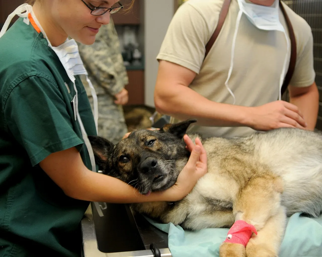 Veterinary Checkup 