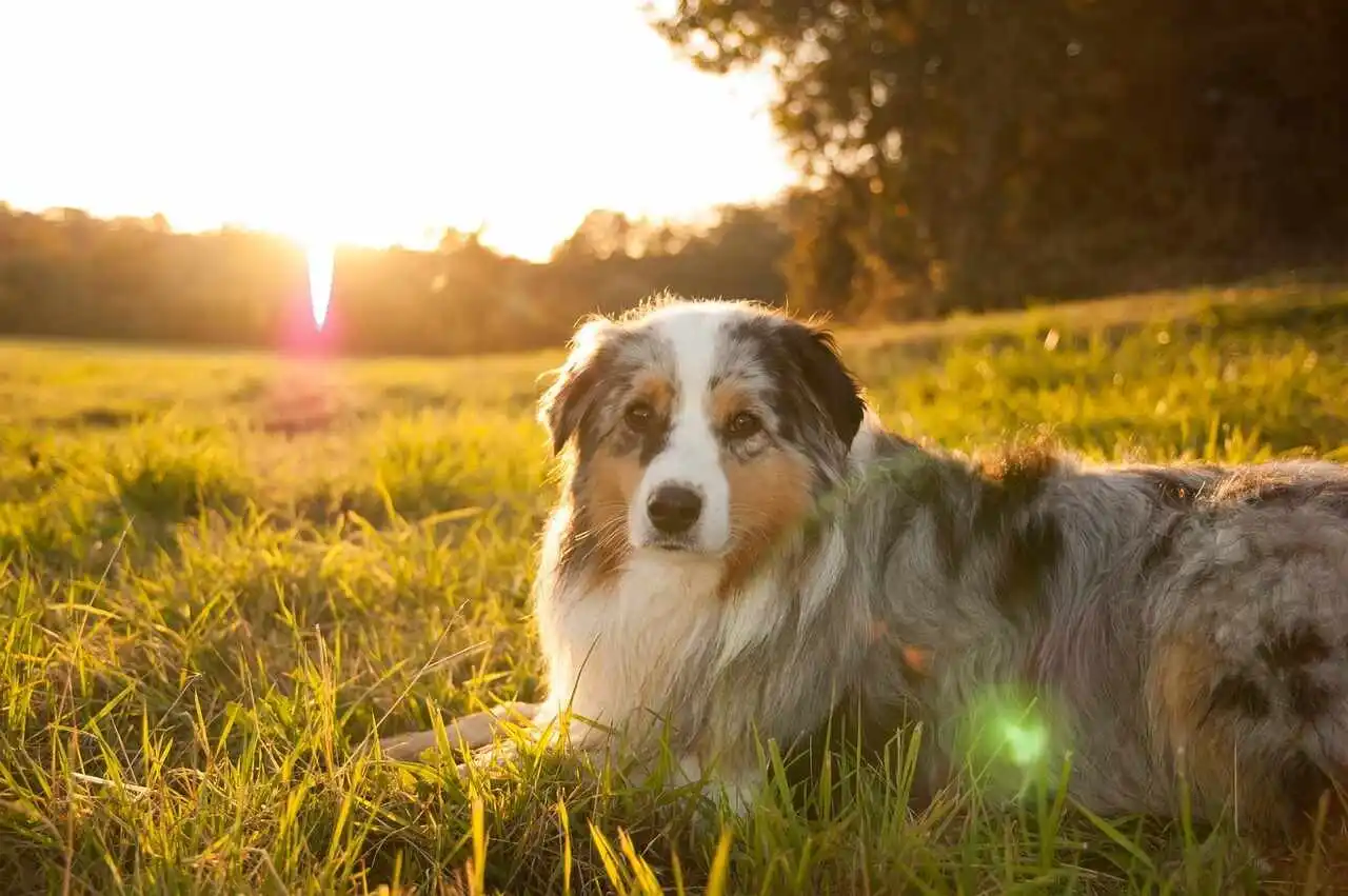 Australian Shepherd Sitting and enjoy sunset view