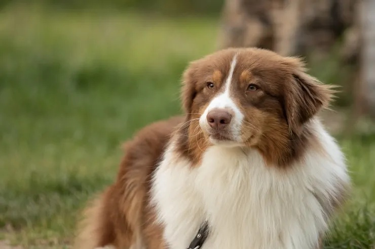 Australian retriever in park look somewhere