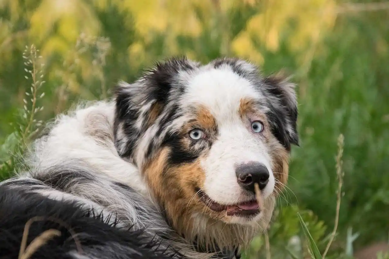 Blue Merle Aussie is looking into camera