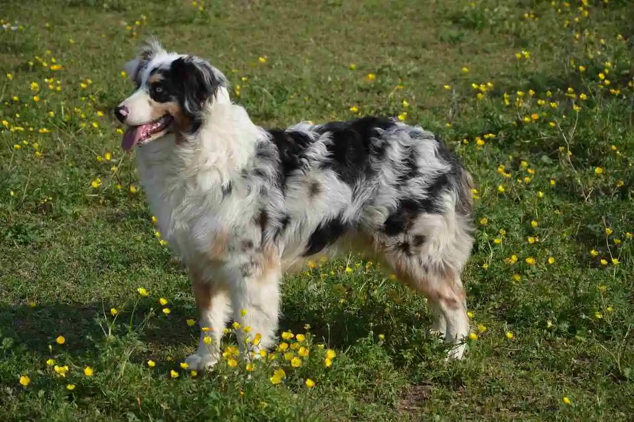 Blue Merle Australian Shepherd is in flower garden