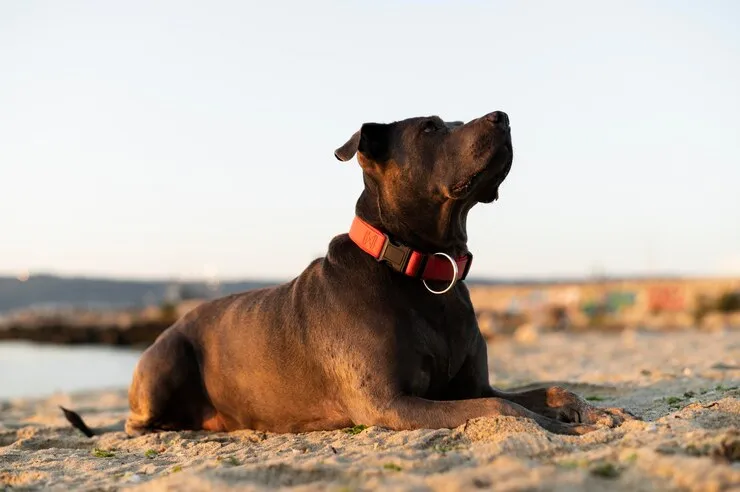 Boxador dog sit on beach