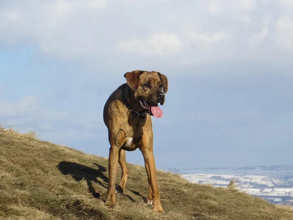 Boxer Dog Breed standing on mountain